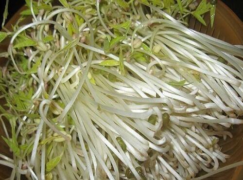 蔬菜品種：綠豆芽